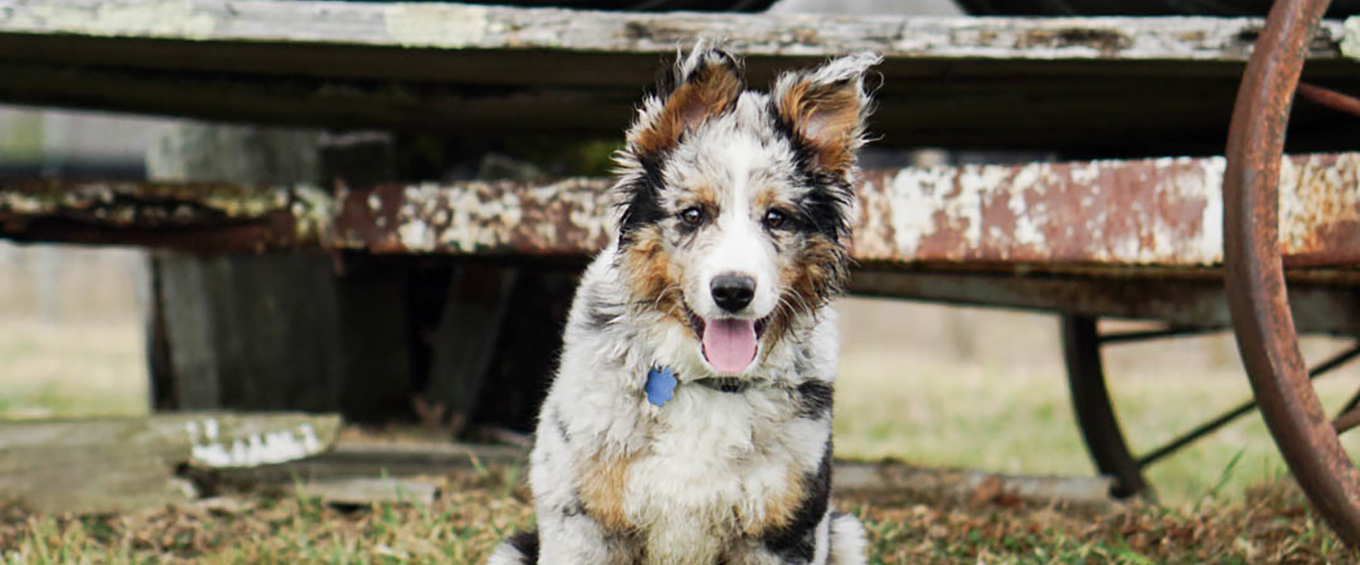 PetFriendly Places in the Litchfield Hills Visit CT